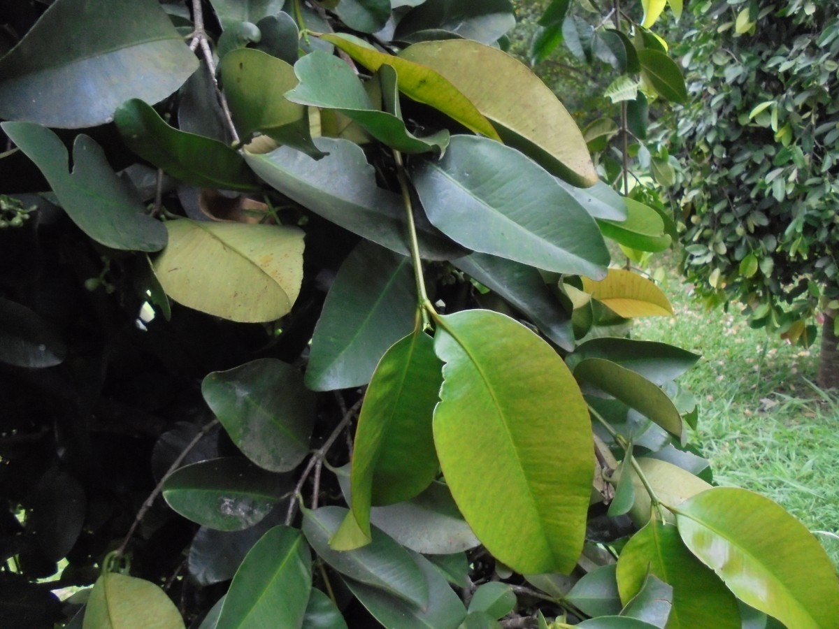 Garcinia cymosa (K.Schum.) I.M.Turner & P.F.Stevens